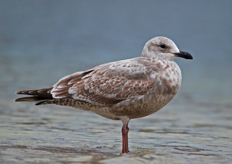 First-cycle hybrid or Slaty-backed Gull