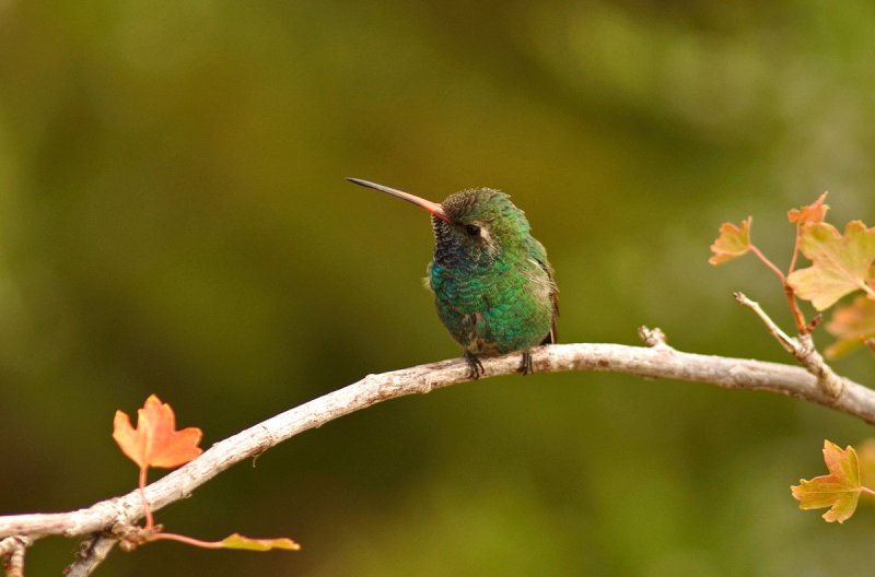 Broad-billed Hummingbird