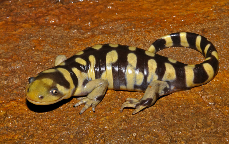 Barred Tiger Salamander