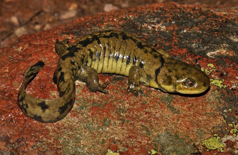 Arizona Tiger Salamander