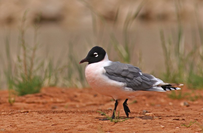 Franklins Gull