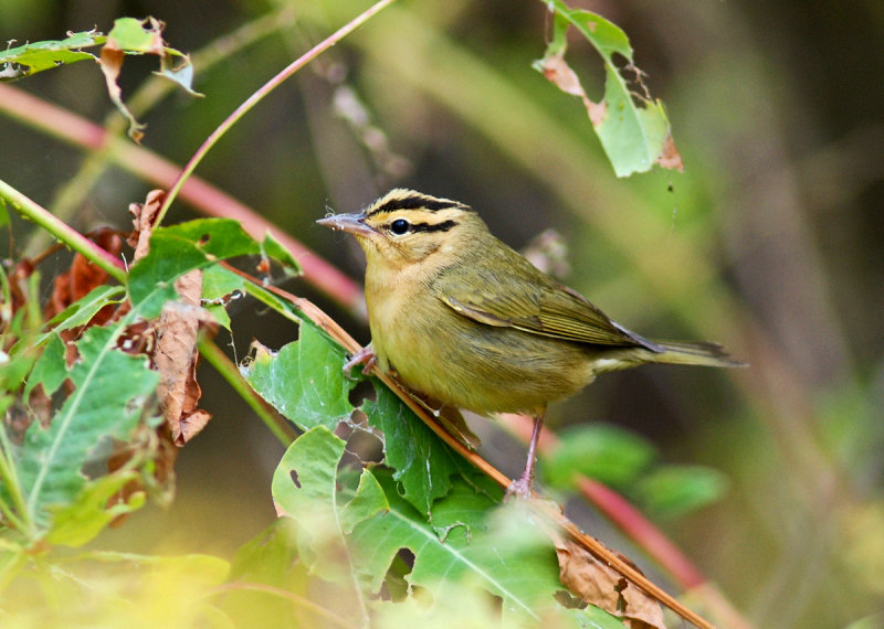 Worm-eating Warbler