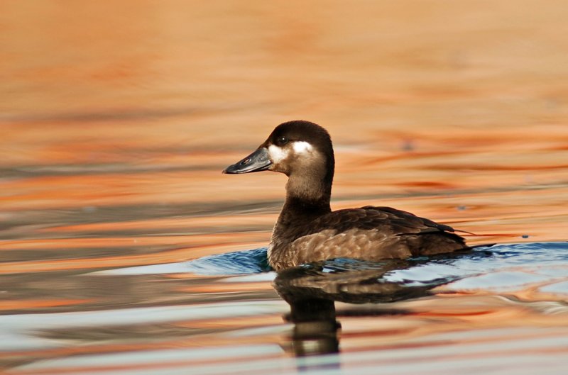 Surf Scoter