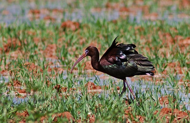 Glossy Ibis