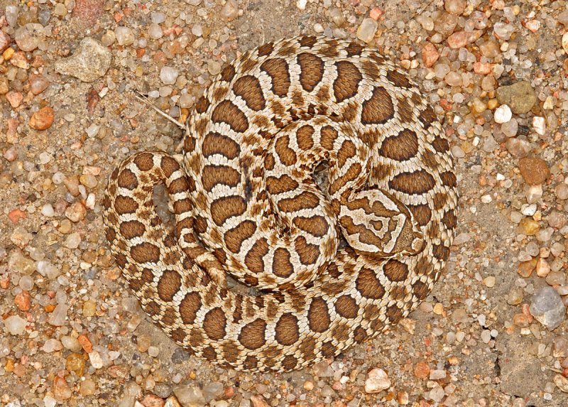 Western Massasauga photo - Rick Fridell photos at pbase.com