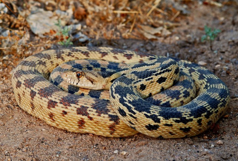 Great Basin Gopher Snake