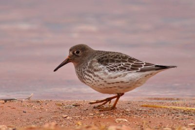 Purple Sandpiper