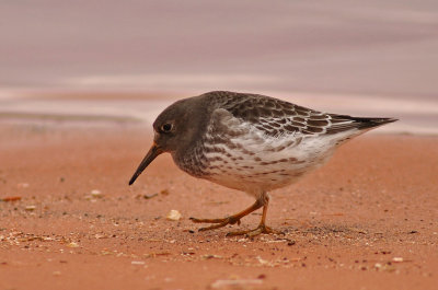 Purple Sandpiper