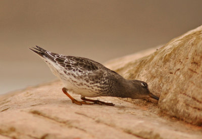 Purple Sandpiper