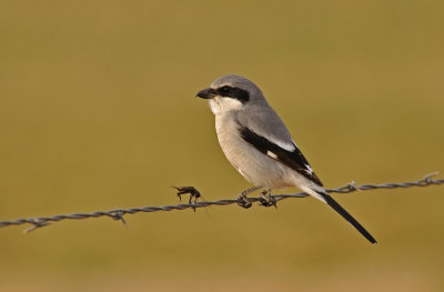 Loggerhead Shrike