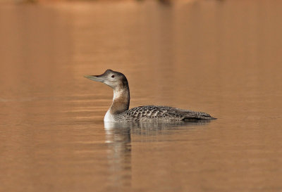 Yellow-billed Loon