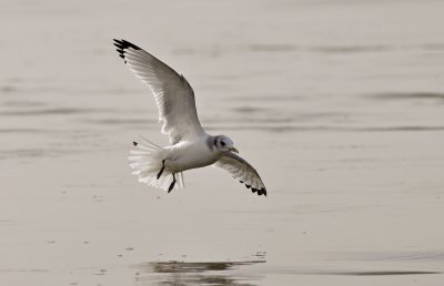 Black-legged Kittiwake