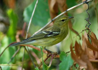 Blackpoll Warbler