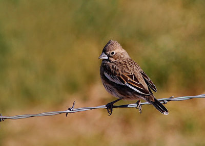 Lark Bunting