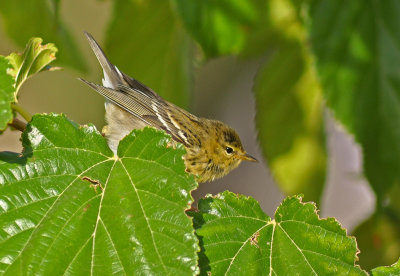 Blackpoll Warbler