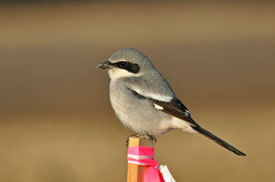 Loggerhead Shrike