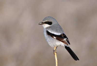 Loggerhead Shrike