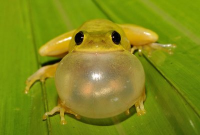 Squirrel Treefrog
