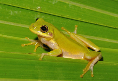 Squirrel Treefrog
