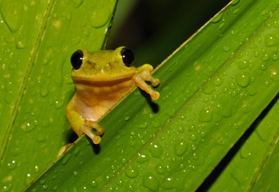 Squirrel Treefrog