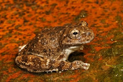 Canyon Treefrog