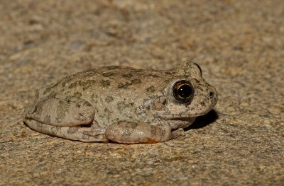 Canyon Treefrog