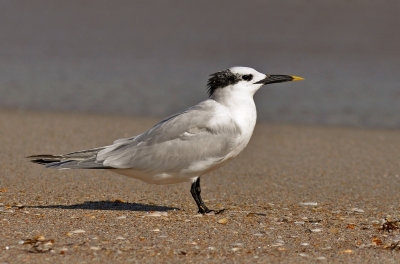 Sandwich Tern