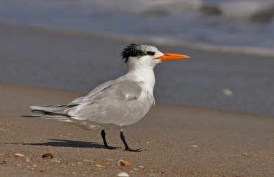 Royal Tern