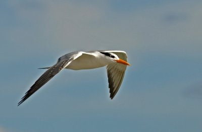 Royal Tern