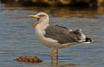 Lesser Black-backed Gull