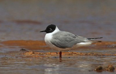 Bonaparte's Gull