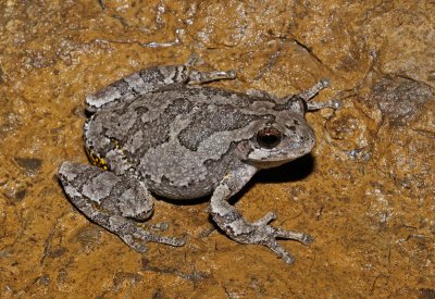 Cope's Gray Treefrog
