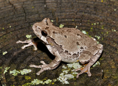 Cope's Gray Treefrog