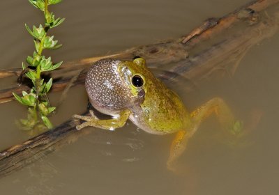Cope's Gray Treefrog