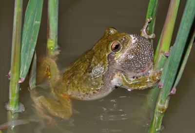Cope's Gray Treefrog