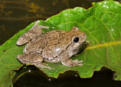 Cope's Gray Treefrog