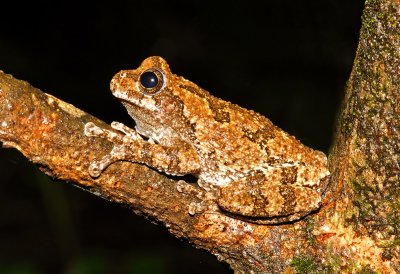 Cope's Gray Treefrog