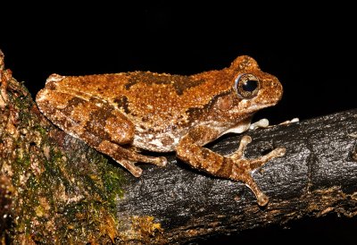 Cope's Gray Treefrog