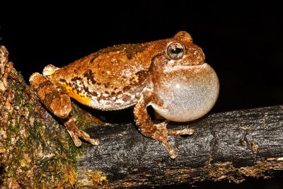 Cope's Gray Treefrog