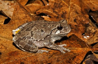 Gray Treefrog