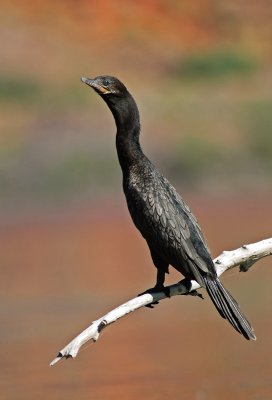 Neotropic Cormorant