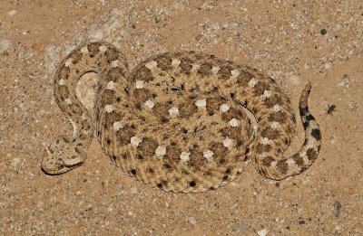 Colorado Desert Sidewinder