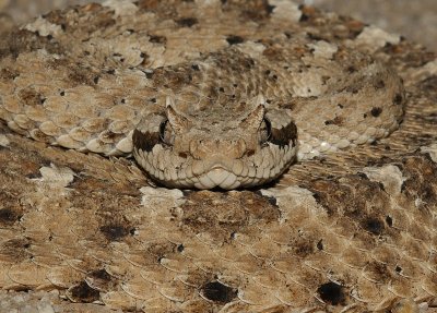 Colorado Desert Sidewinder