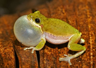Squirrel Treefrog
