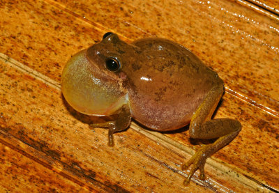 Squirrel Treefrog