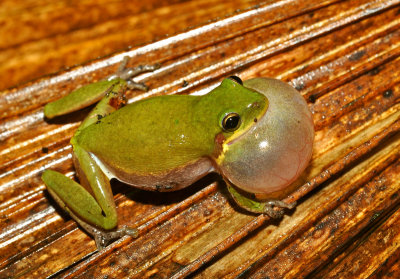 Squirrel Treefrog