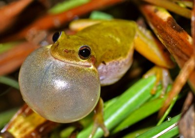 Squirrel Treefrog