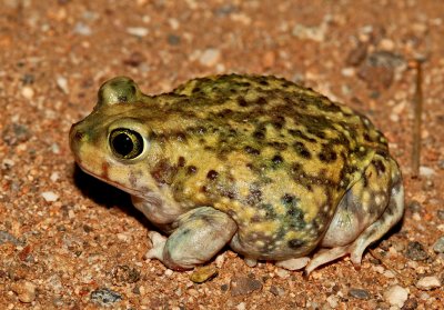 Couch's Spadefoot