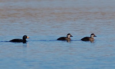 Black Scoters