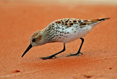 Western Sandpiper